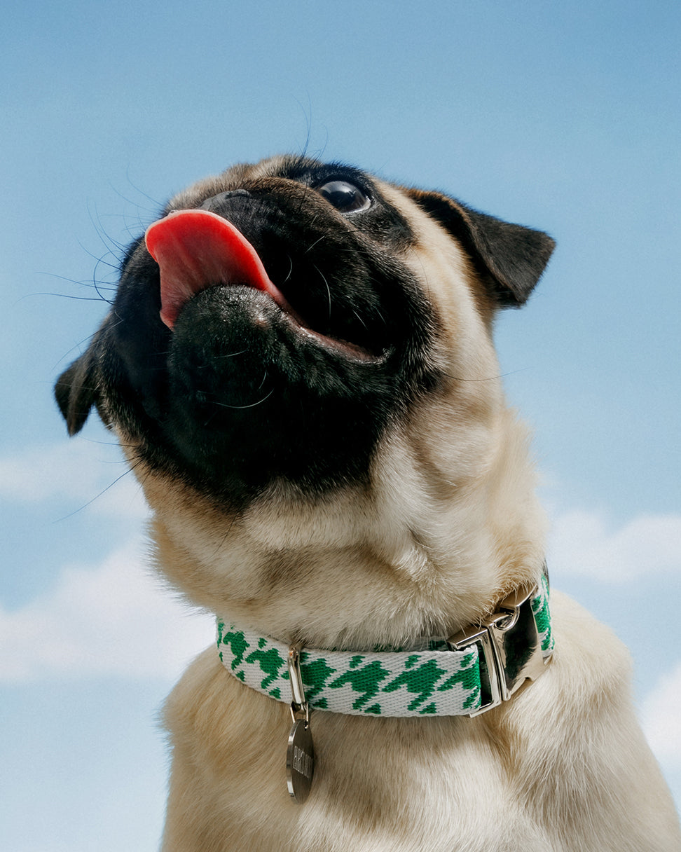 Pug dog collars best sale